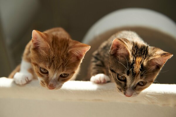 Kittens are watching their target