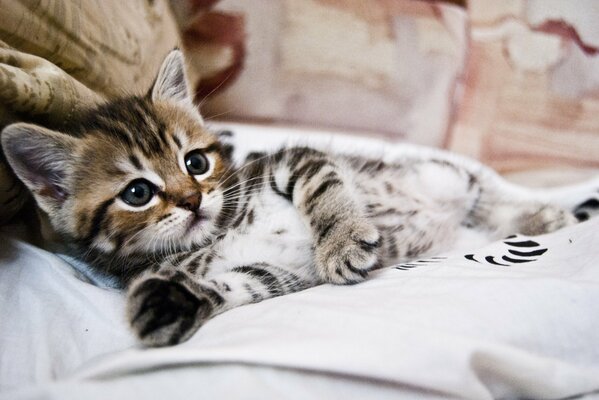 Le chat est couché sur le lit