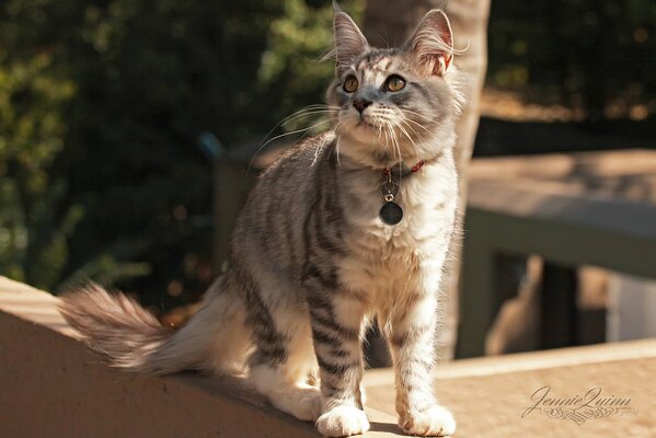 Flauschige Katze im Halsband