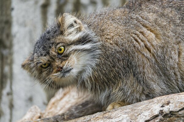 Manul ist eine Schilfkatze und sein Blick