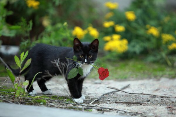 Un gato negro lleva una rosa roja