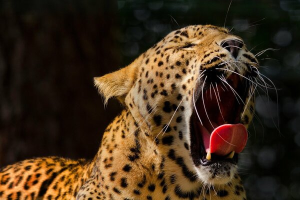 The leopard yawns his tongue is visible