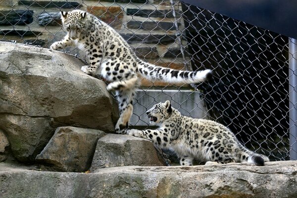 The game of snow leopards in the aviary