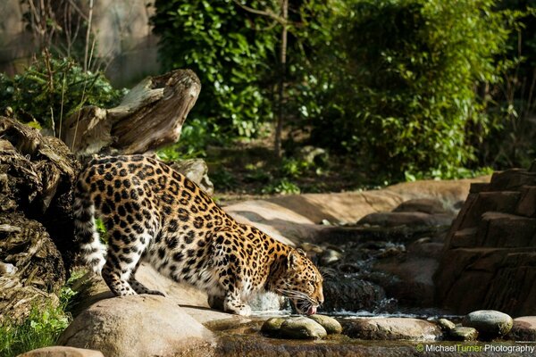 Leopardo Pied el agua del río. Gato montés. Fauna