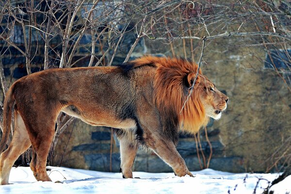 Un León con una melena de lujo en el zoológico de invierno