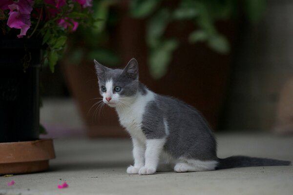 Gray-white kitten on a background of flowers