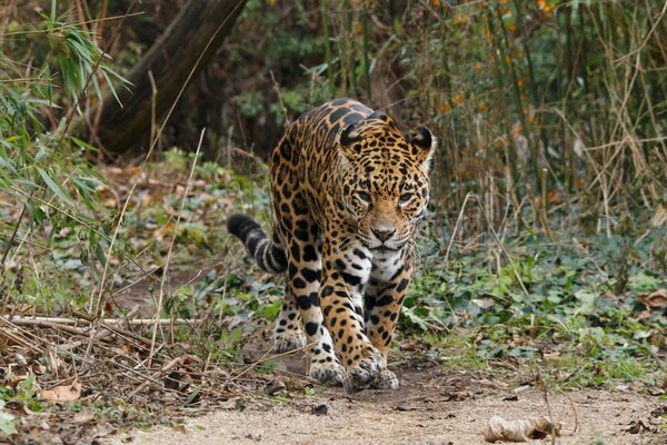 Jaguar in a familiar habitat