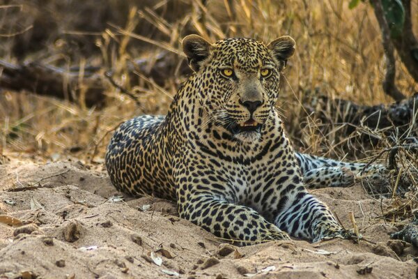 A wild predatory cat lies on the sand