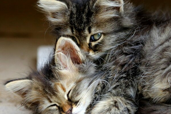 Deux chatons dans un câlin