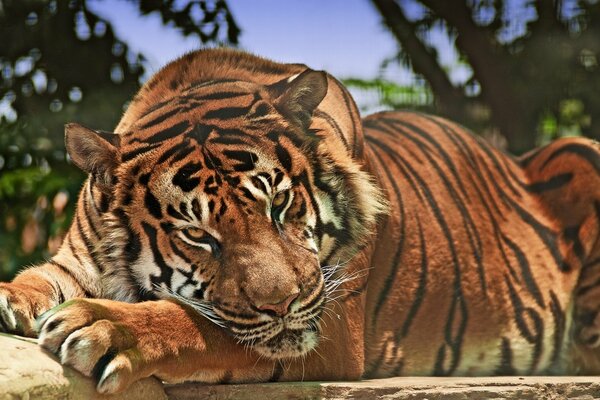 A huge tiger looks into the camera