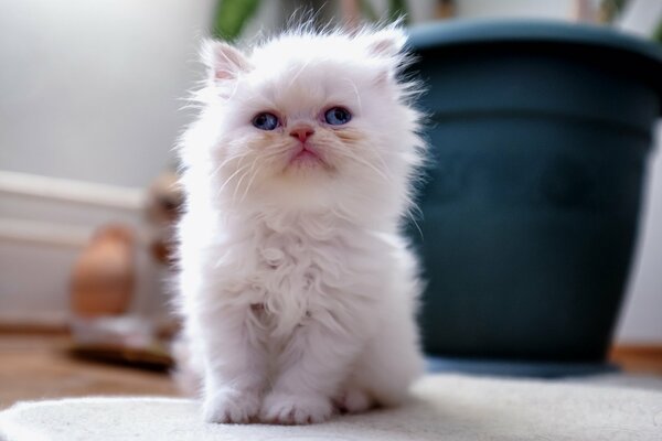 A small fluffy white cross-eyed kitten