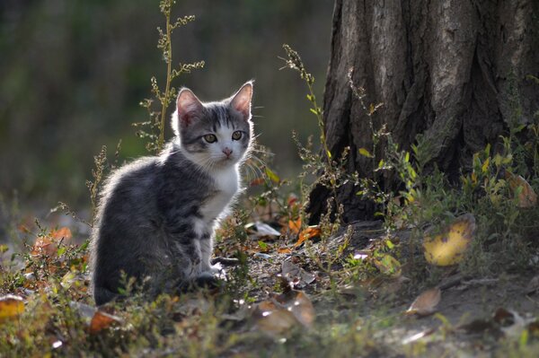 Gattino pensieroso in natura