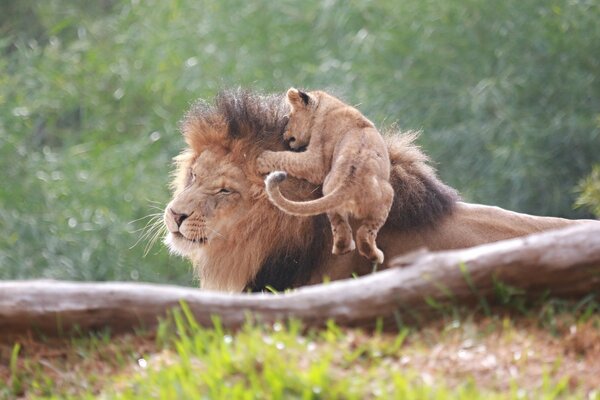 A lion and a lion cub play in nature