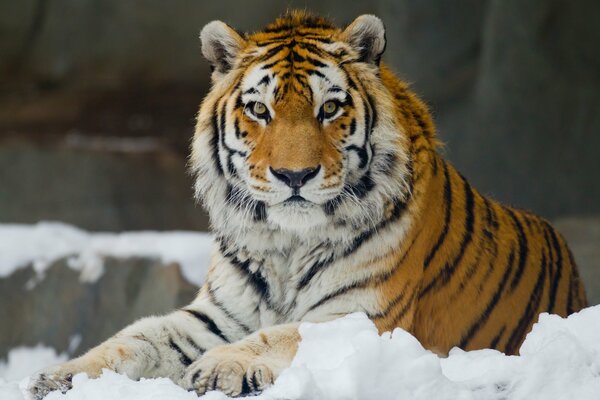 El tigre de Amur con una mirada inteligente yace en la nieve