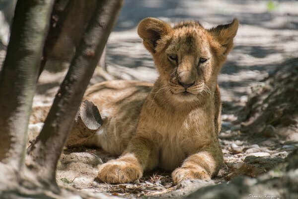 Lionceau sur fond gris