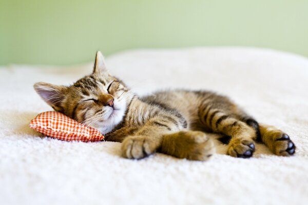 The kitten is lying on the pillow and sleeping