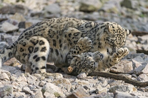 The snow leopard is lying on the rocks