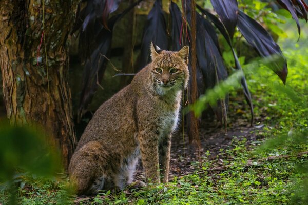 A wild cat is sitting in the forest