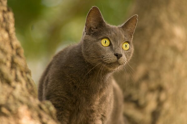 The gray cat looks with an expressive look