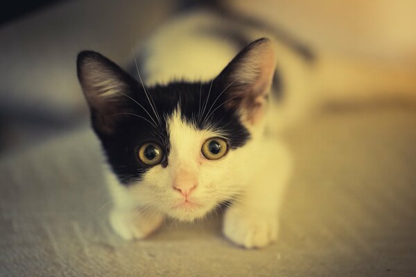 The black and white kitten is lying