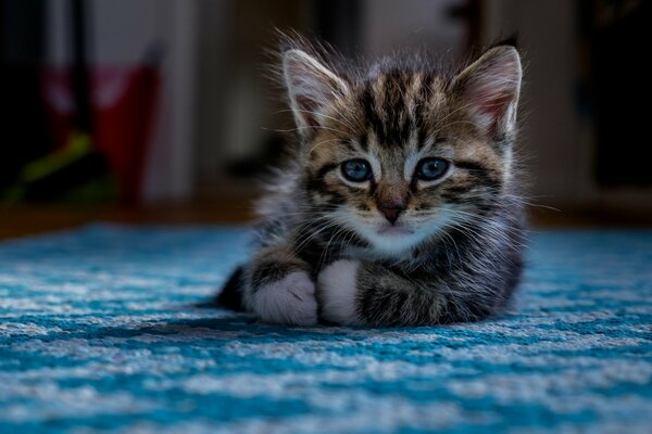 Sguardo triste del gattino del bambino su sfondo blu