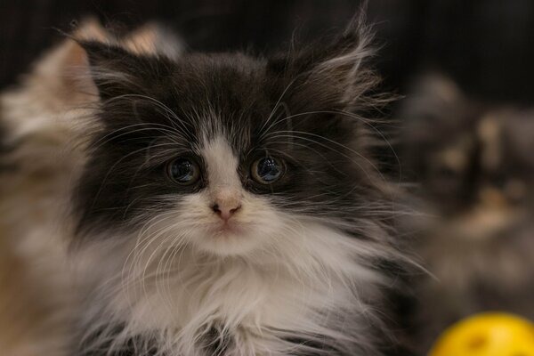 Shaggy black and white kitten with big eyes