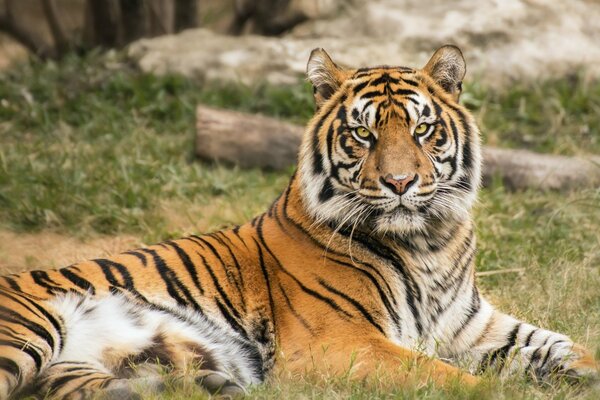 Der Tiger liegt auf dem Rasen und schaut direkt in die Kamera