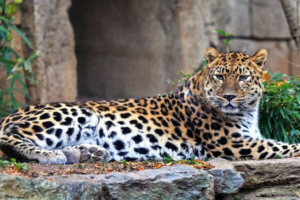 Fernöstlicher Raubtierleopard liegt und ruht, wartet auf etwas Beute