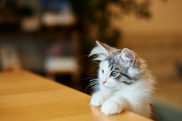 Le museau rusé du chaton s assit à la table