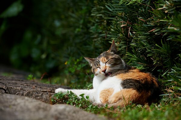 Eine dreiwellige Katze wäscht sich auf dem Gras