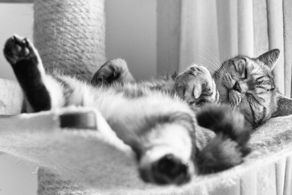 Gato británico durmiendo sobre su espalda