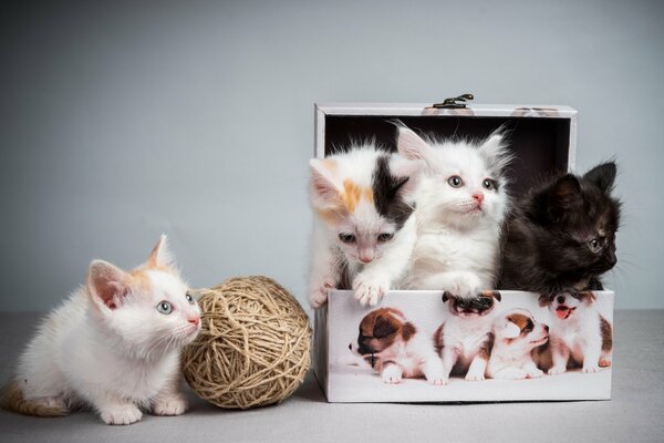 Cuatro gatitos de colores en una Caja