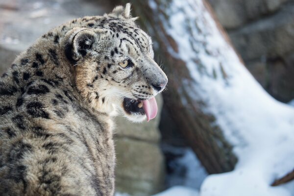 Schneeleopard irbis im Winter im Schnee