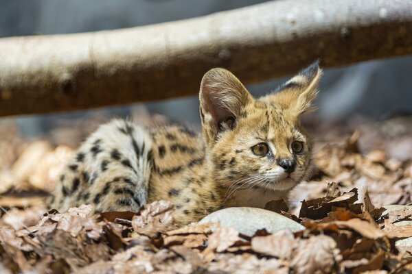 Serval-Kätzchen liegt in den Blättern