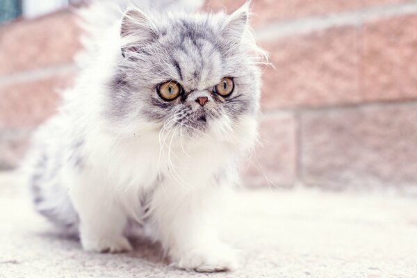 Baby cat with big mustache