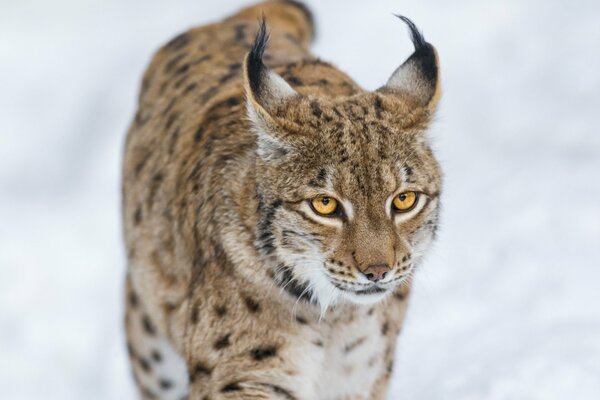 Lince salvaje en invierno sobre un fondo nevado