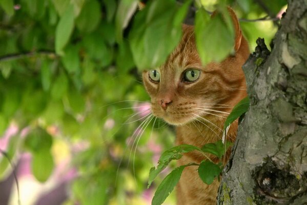 Chat roux caché derrière un arbre