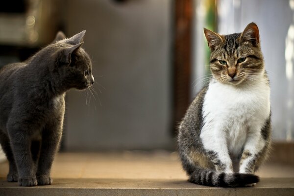 Two homely brooding cats