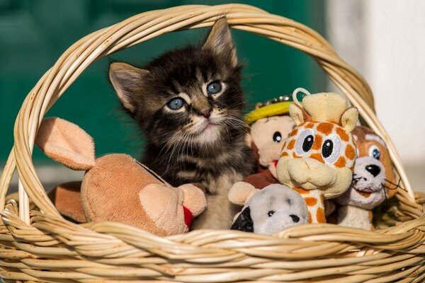 Comet is sitting in a basket with toys