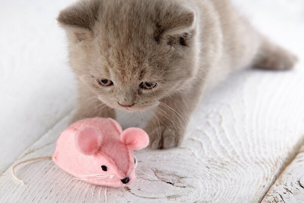 Chaton jouant une souris rose