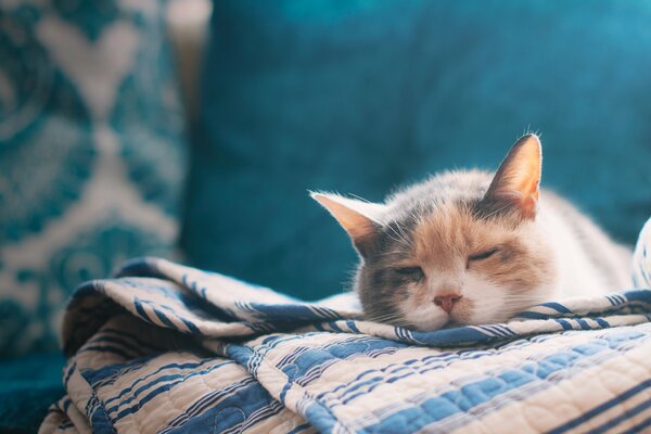 El gato tricolor duerme en el Sofá. Sábana y Sofá en tonos azules