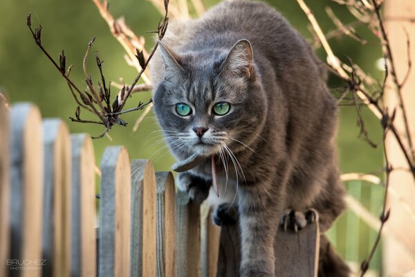 A grey cat with green eyes walks along the fence