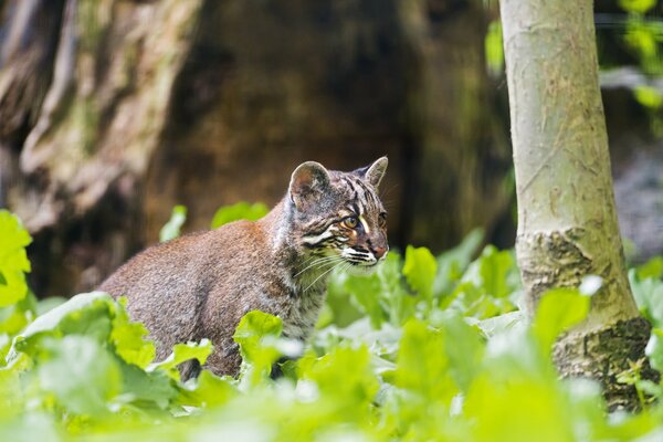 Bild von Temminks goldener Katze