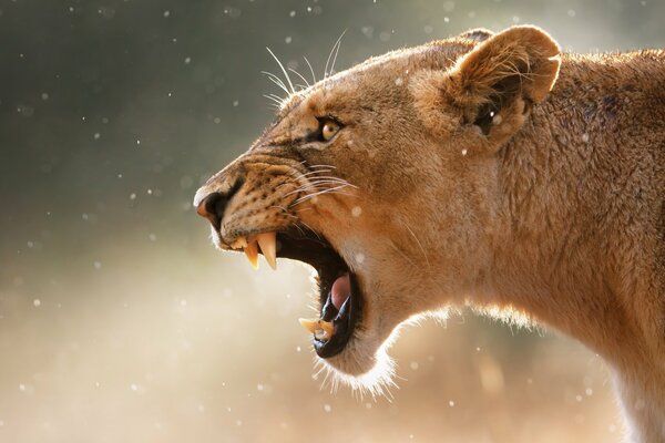 Angry roar of a lioness in profile