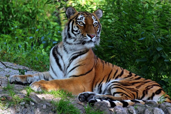 Le tigre prédateur est le meilleur dans le monde