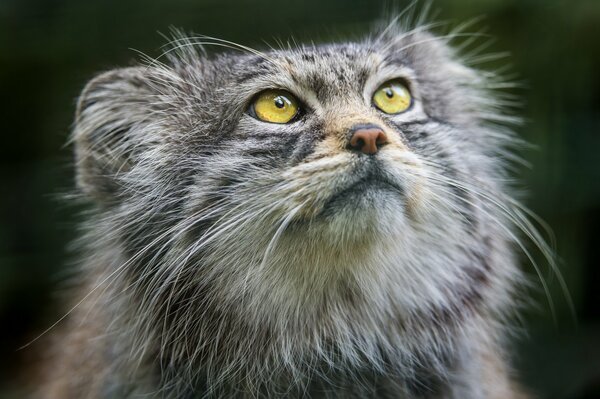 Hermoso gato manul con una mirada astuta