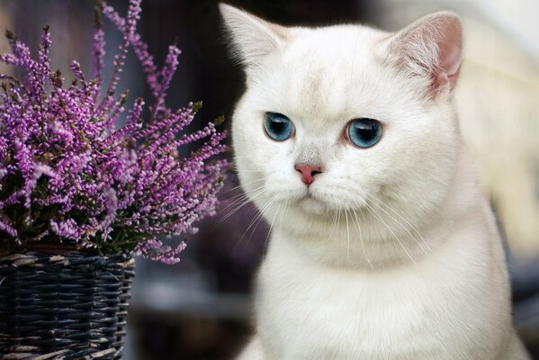 Chat blanc aux yeux bleus