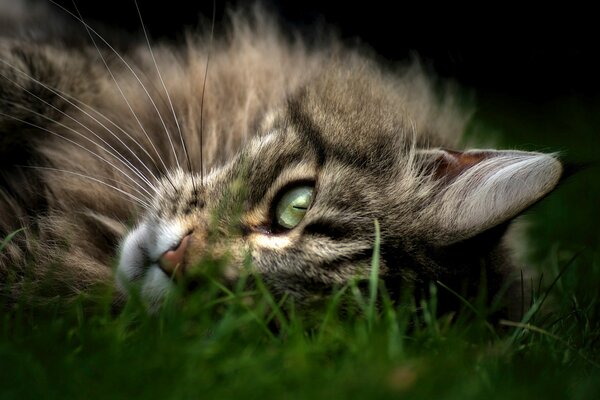 A beautiful cat is resting in the grass