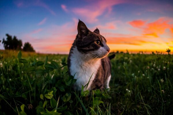 A cat walks in nature on the grass