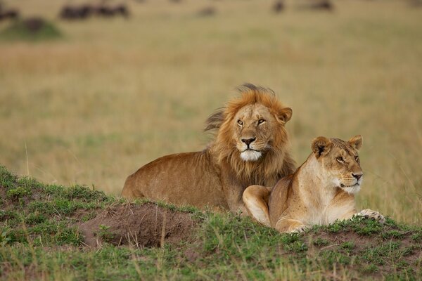 A strong marriage of a lion and a lioness